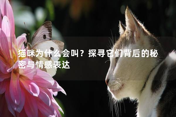 貓咪為什么會叫？探尋它們背后的秘密與情感表達