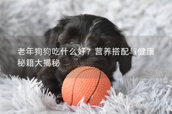 老年狗狗吃什么好？營養(yǎng)搭配與健康秘籍大揭秘