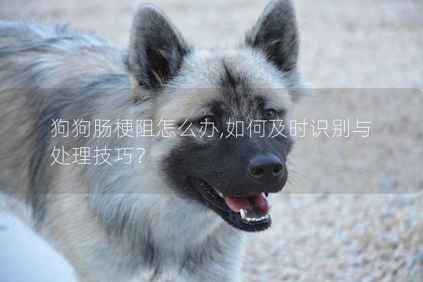 狗狗腸梗阻怎么辦,如何及時識別與處理技巧？