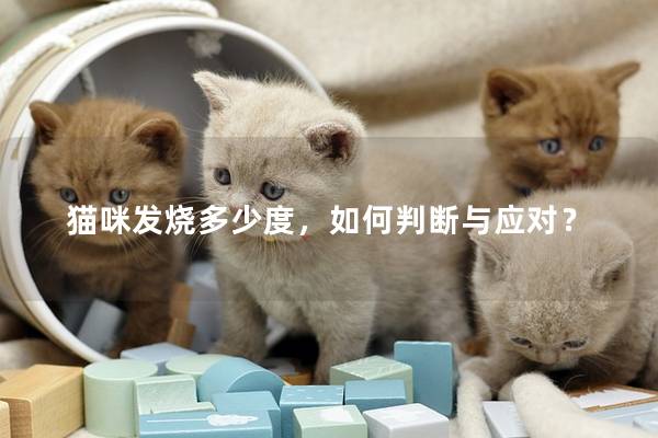 貓咪發(fā)燒多少度，如何判斷與應(yīng)對？