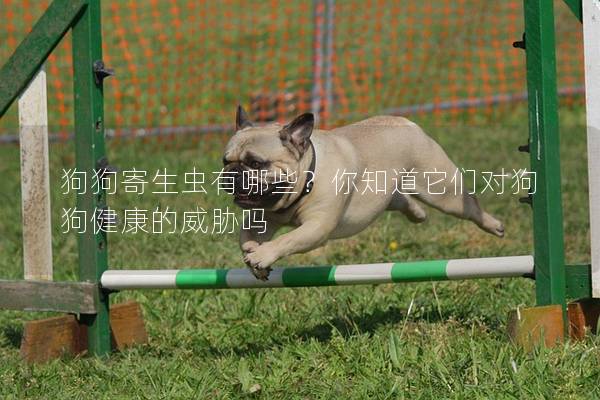 狗狗寄生蟲有哪些？你知道它們對狗狗健康的威脅嗎