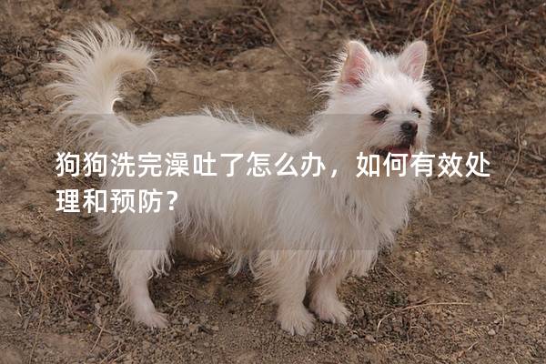 狗狗洗完澡吐了怎么辦,如何有效處理和預防? 狗狗洗完澡吐了怎么辦,如何有效處理和預防?