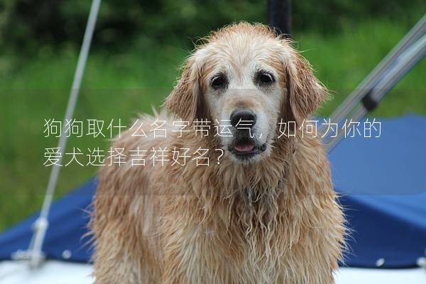 狗狗取什么名字帶運(yùn)氣，如何為你的愛犬選擇吉祥好名？