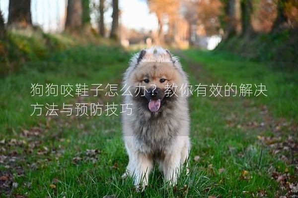 狗狗咬鞋子怎么辦？教你有效的解決方法與預防技巧