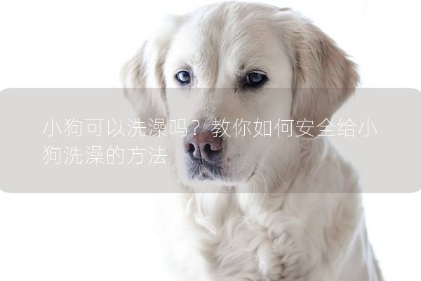 小狗可以洗澡嗎？教你如何安全給小狗洗澡的方法