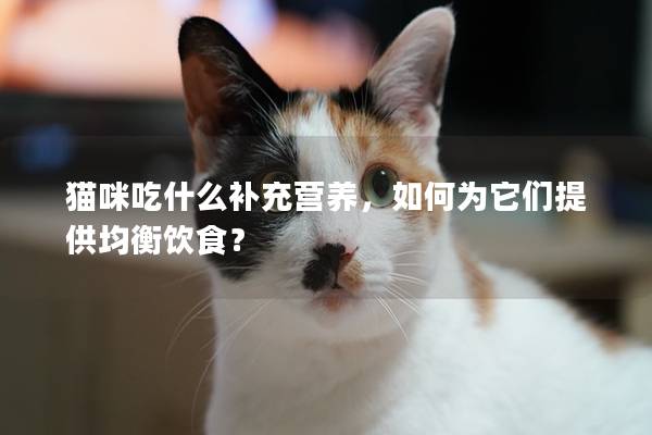 貓咪吃什么補充營養，如何為它們提供均衡飲食？