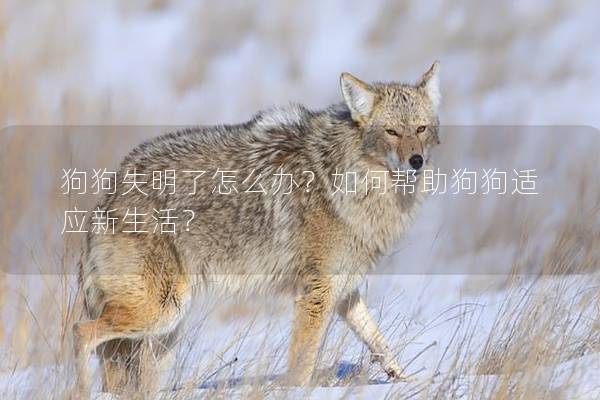 狗狗失明了怎么辦？如何幫助狗狗適應新生活？