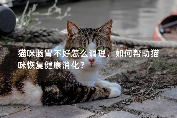 貓咪腸胃不好怎么調理，如何幫助貓咪恢復健康消化？