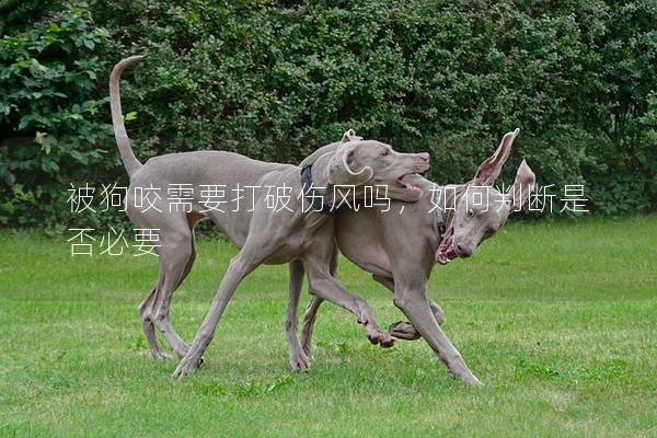 被狗咬需要打破傷風嗎，如何判斷是否必要
