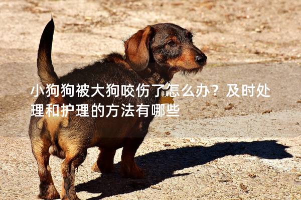 小狗狗被大狗咬傷了怎么辦？及時處理和護理的方法有哪些
