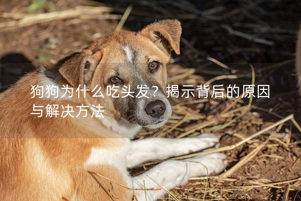 狗狗為什么吃頭發？揭示背后的原因與解決方法