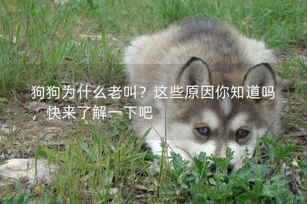 狗狗為什么老叫？這些原因你知道嗎，快來了解一下吧