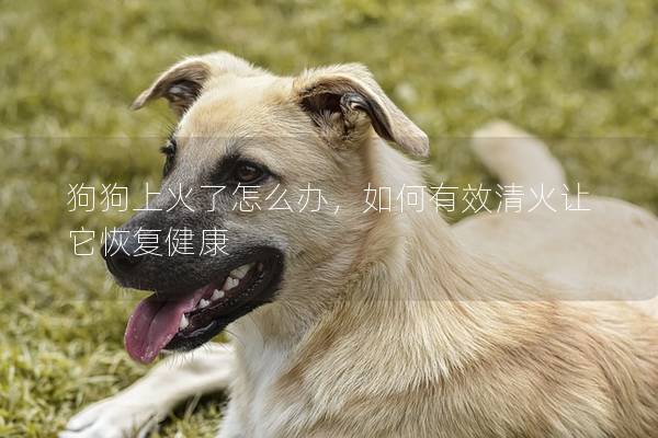 狗狗上火了怎么辦，如何有效清火讓它恢復(fù)健康