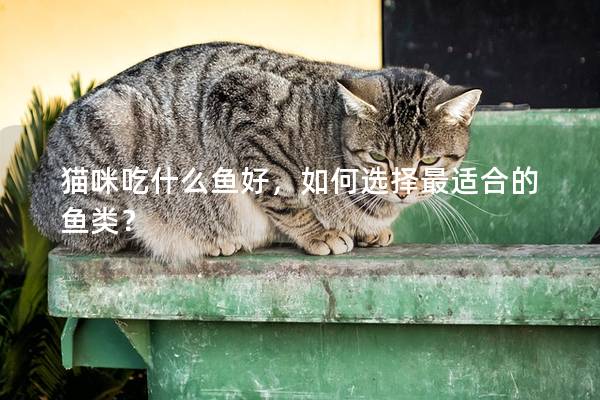 貓咪吃什么魚好，如何選擇最適合的魚類？