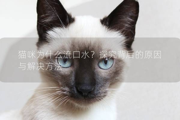 貓咪為什么流口水？探究背后的原因與解決方法