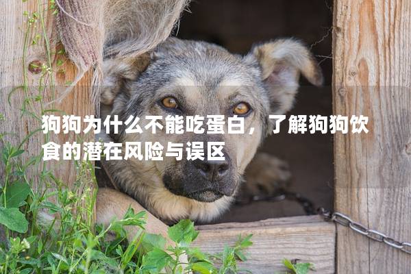 狗狗為什么不能吃蛋白，了解狗狗飲食的潛在風險與誤區