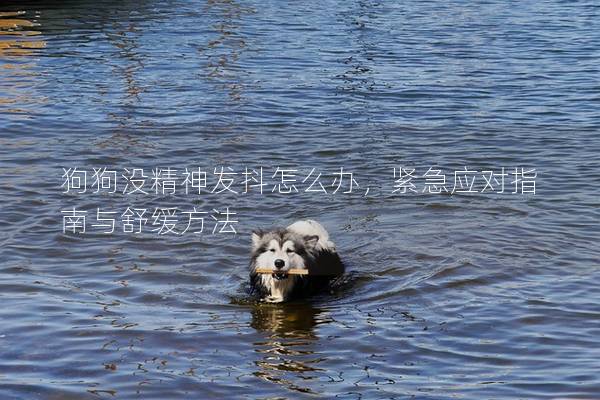 狗狗沒精神發抖怎么辦，緊急應對指南與舒緩方法