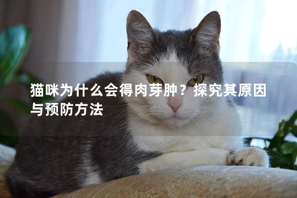 貓咪為什么會得肉芽腫？探究其原因與預(yù)防方法