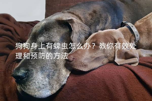 狗狗身上有蜱蟲怎么辦？教你有效處理和預(yù)防的方法