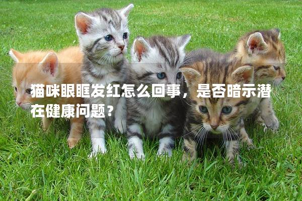 貓咪眼眶發(fā)紅怎么回事，是否暗示潛在健康問題？