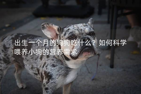 出生一個月的狗狗吃什么？如何科學喂養小狗的營養需求