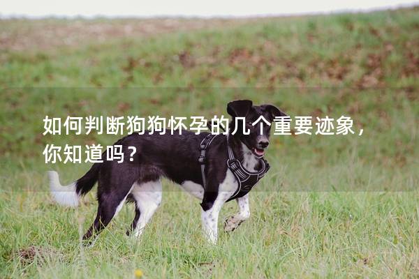 如何判斷狗狗懷孕的幾個重要跡象，你知道嗎？