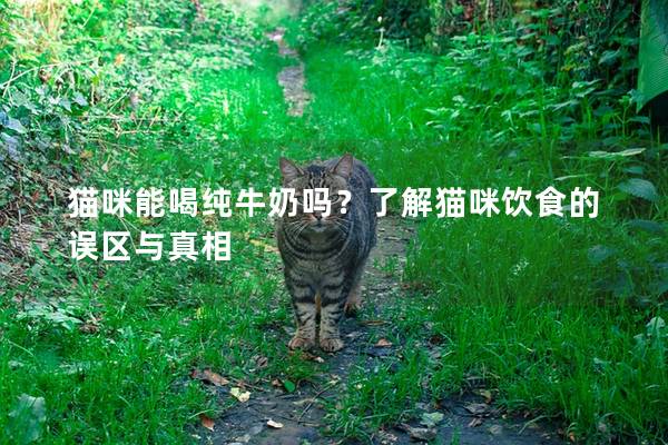 貓咪能喝純牛奶嗎？了解貓咪飲食的誤區(qū)與真相