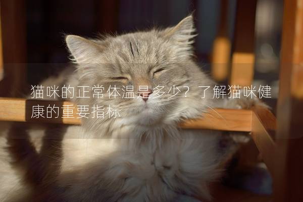 貓咪的正常體溫是多少？了解貓咪健康的重要指標