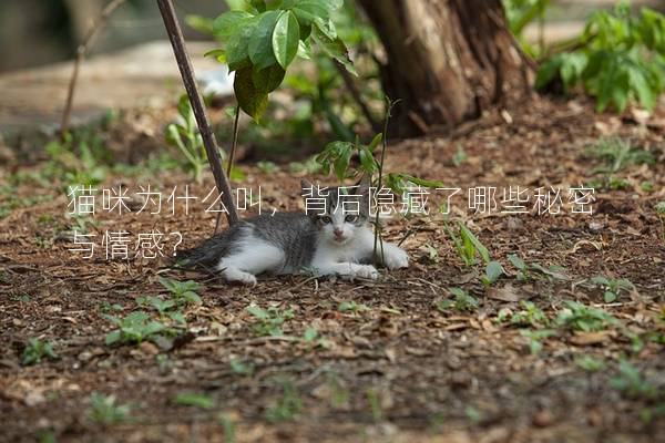 貓咪為什么叫，背后隱藏了哪些秘密與情感？