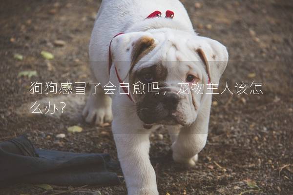 狗狗感冒了會自愈嗎，寵物主人該怎么辦？