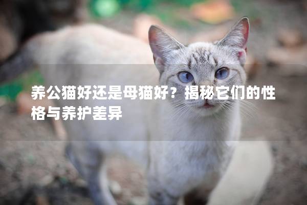 養(yǎng)公貓好還是母貓好？揭秘它們的性格與養(yǎng)護差異