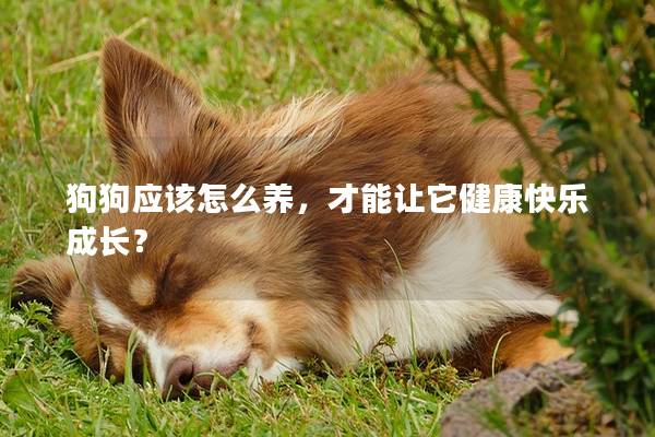 狗狗應該怎么養，才能讓它健康快樂成長？