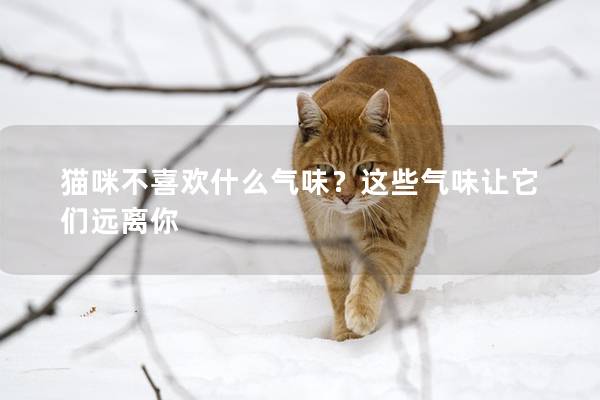 貓咪不喜歡什么氣味？這些氣味讓它們遠(yuǎn)離你
