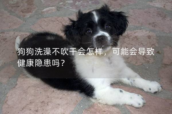 狗狗洗澡不吹干會怎樣，可能會導(dǎo)致健康隱患嗎？
