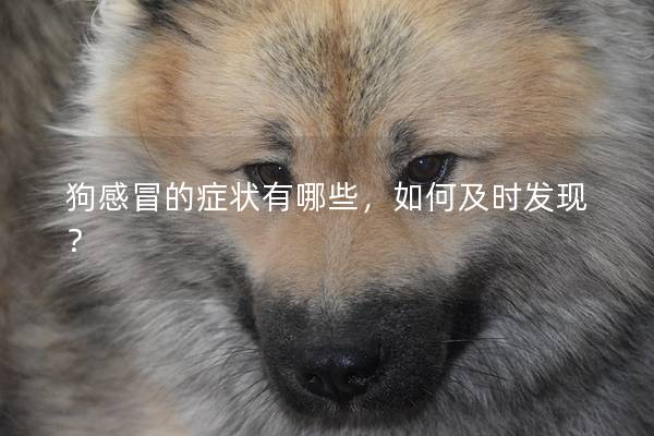 狗感冒的癥狀有哪些，如何及時發現？