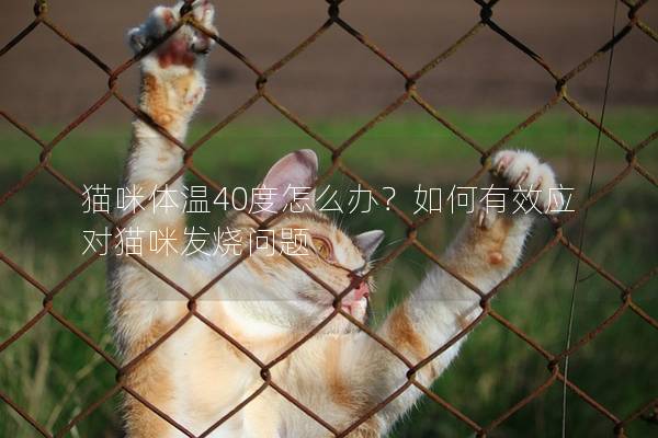 貓咪體溫40度怎么辦？如何有效應對貓咪發燒問題