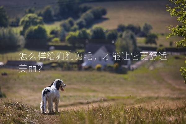 怎么樣給狗狗剪毛，才能讓它更舒適美麗？