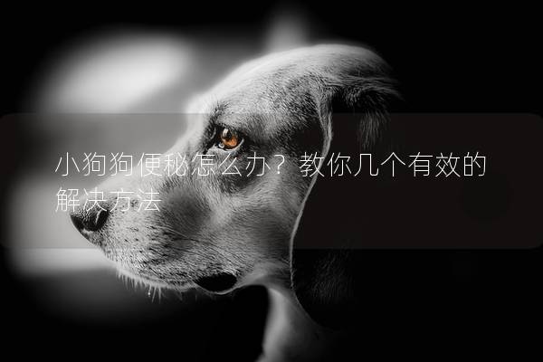 小狗狗便秘怎么辦?教你幾個有效的解決方法 小狗狗便秘怎么辦?教你幾個有效的解決方法
