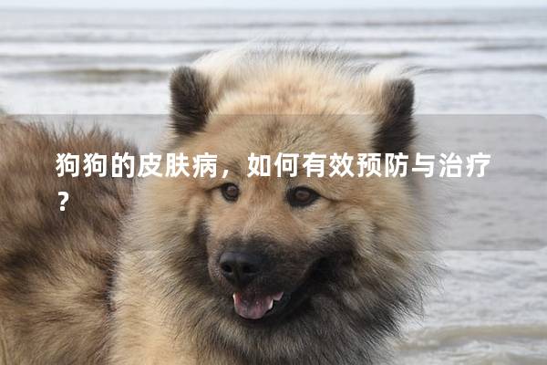 狗狗的皮膚病，如何有效預(yù)防與治療？