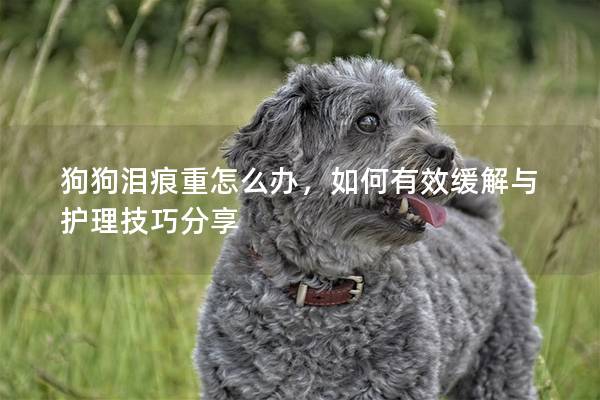 狗狗淚痕重怎么辦，如何有效緩解與護(hù)理技巧分享