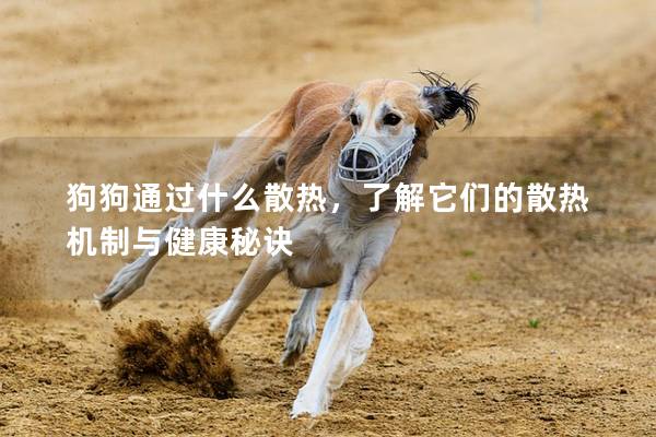 狗狗通過什么散熱，了解它們的散熱機(jī)制與健康秘訣