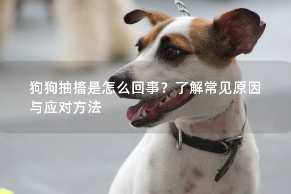 狗狗抽搐是怎么回事？了解常見原因與應(yīng)對方法
