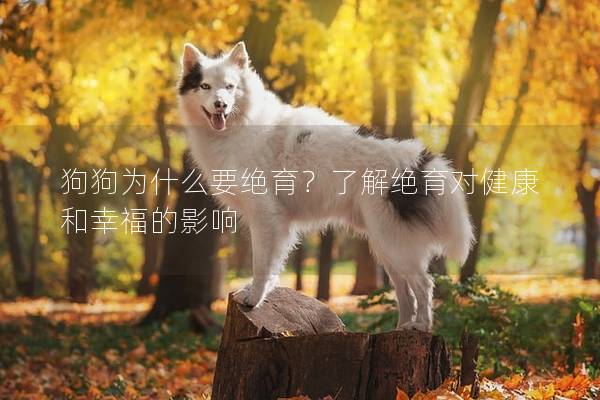 狗狗為什么要絕育？了解絕育對健康和幸福的影響
