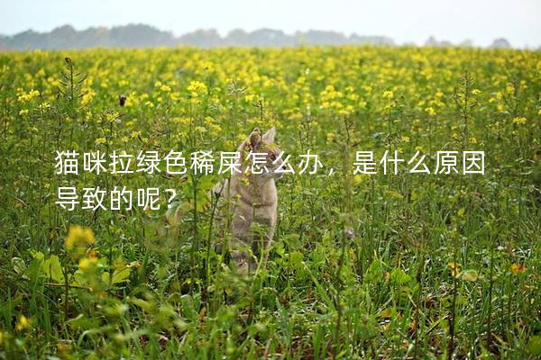 貓咪拉綠色稀屎怎么辦，是什么原因?qū)е碌哪兀?></em><p>貓咪拉綠色稀屎怎么辦，是什么原因?qū)е碌哪兀?/p><span>2024-12-12</span></a></li><li><a title=