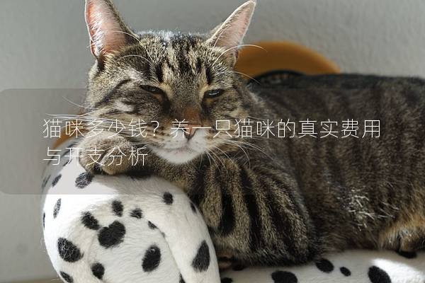 貓咪多少錢？養(yǎng)一只貓咪的真實費用與開支分析