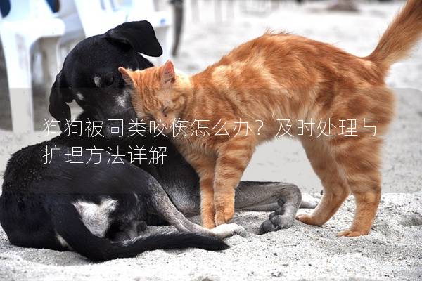 狗狗被同類咬傷怎么辦？及時處理與護理方法詳解