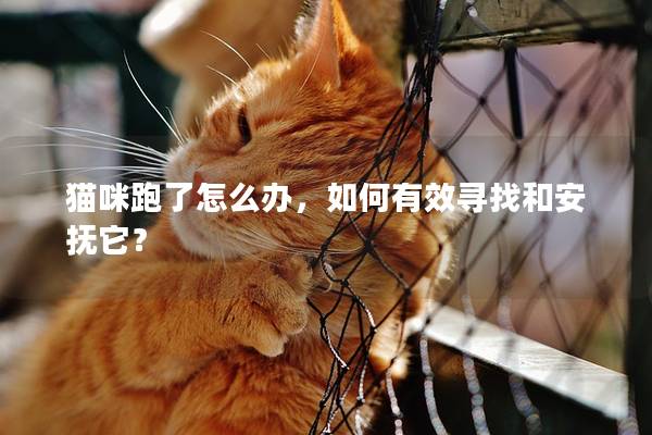 貓咪跑了怎么辦，如何有效尋找和安撫它？