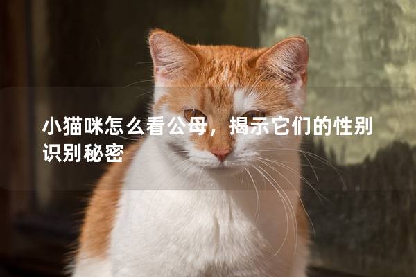 小貓咪怎么看公母，揭示它們的性別識別秘密