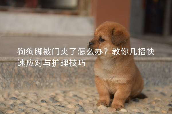 狗狗腳被門夾了怎么辦？教你幾招快速應(yīng)對與護理技巧