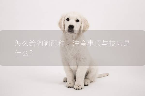 怎么給狗狗配種，注意事項(xiàng)與技巧是什么？